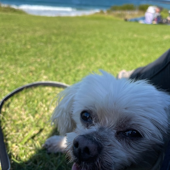 Meet your Posher, Deanne and Ruby πββ¬. - Picture 13 of 16